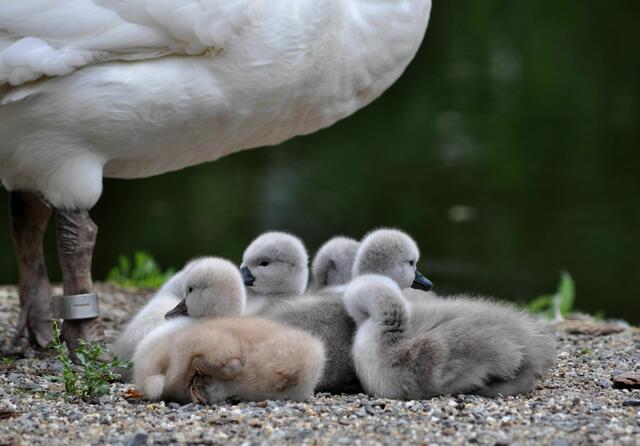 Schwanenfamilie im Pfühlpark | Foto: Daniela Somers