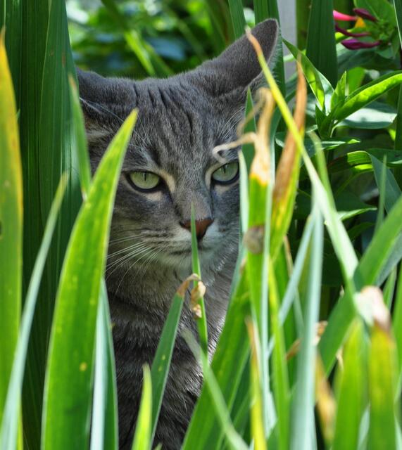 Joe. Ich bin versteckt! | Foto: Daniela Somers