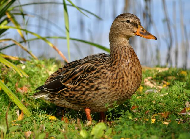 Ein Traum von einer Ente. | Foto: Daniela Somers