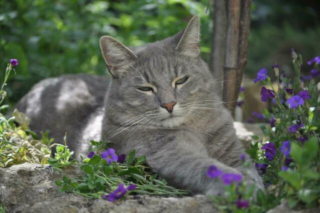 Joe, ganz gechillt. | Foto: Daniela Somers