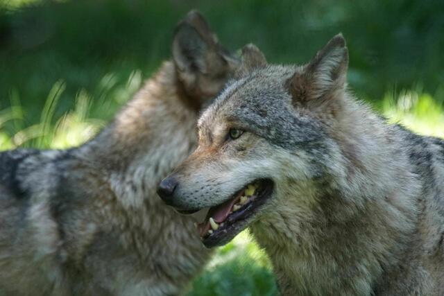 Wölfe im Tierpark Trippsdrill | Foto: Daniela Somers