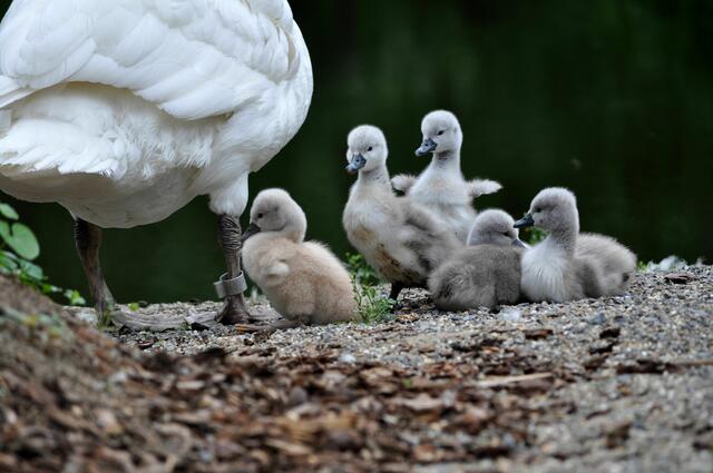 Schwanenfamilie im Pfühlpark | Foto: Daniela Somers