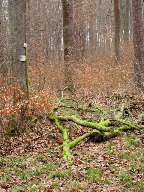 Der SB5 des Heilbronner Landes ist am Boden stellenweise nicht mehr erkennbar. 