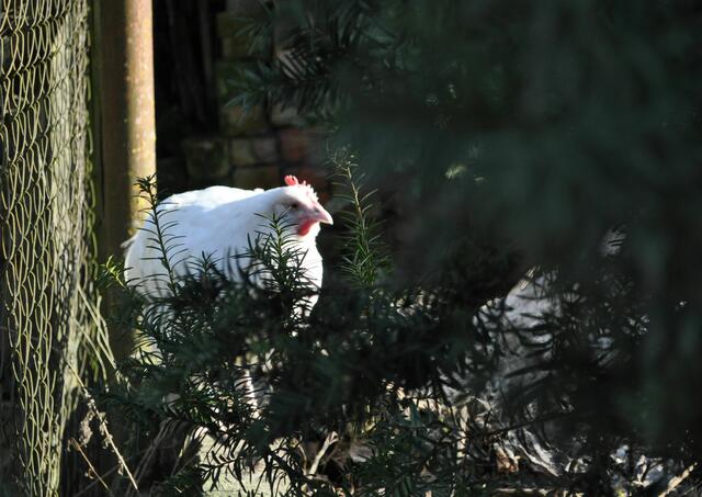 In Happenbach (gehört ja auch zu Abstatt) hat sich dieses Huhn dekorativ vor meine Linse gesetzt. | Foto: Daniela Somers