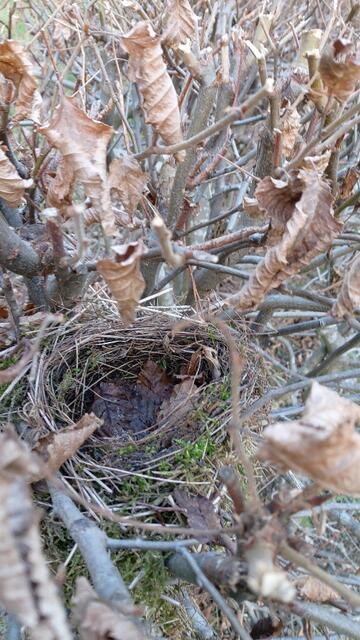 Nest gefunden | Foto: Ralf Röser