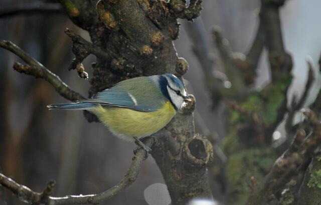 Ich bin nicht dick, ich blustere mich nur auf! | Foto: Daniela Somers