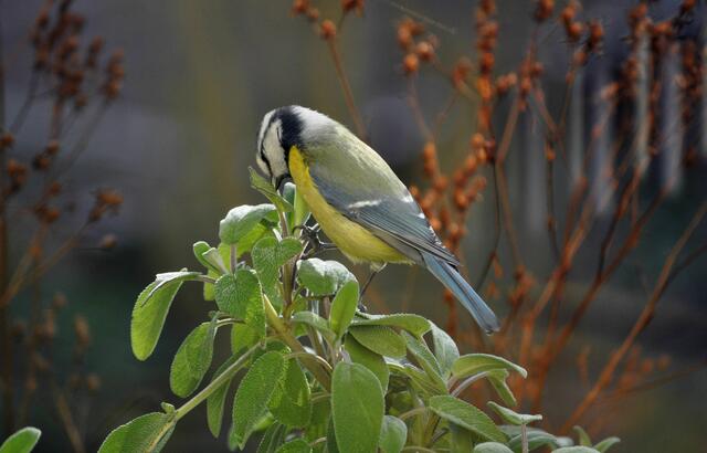 Da ist doch was, das will ich haben. | Foto: Daniela Somers