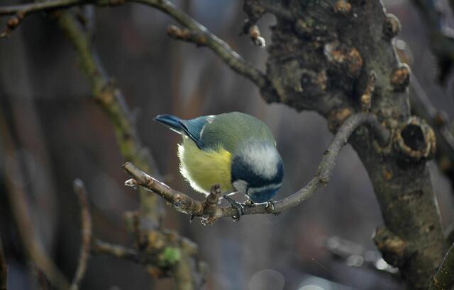 Hab ich doch was zu futtern gefunden | Foto: Daniela Somers
