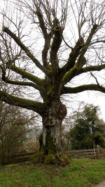Naturdenkmal, eine Mostbirne