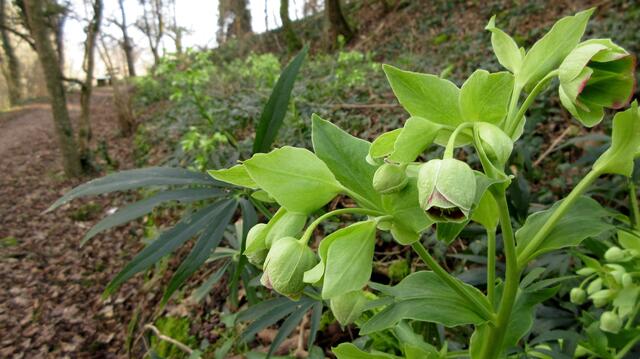 Hier am Hang blüht die Stinkende Nieswurz in Massen