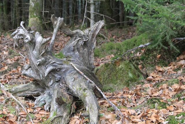 was für eine schöne Wurzel😍 | Foto: Ralf Röser