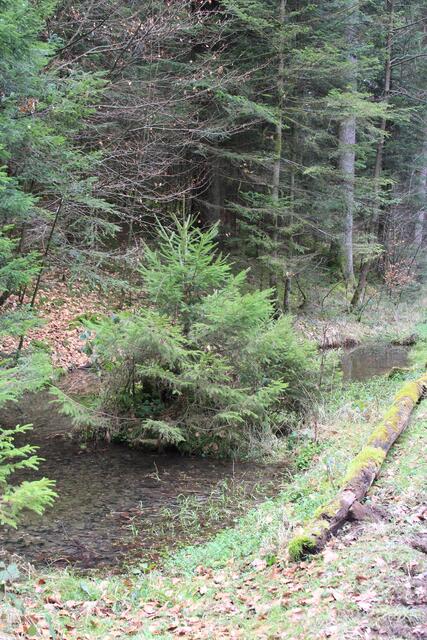 na Wasser hat der Baum genug | Foto: Ralf Röser