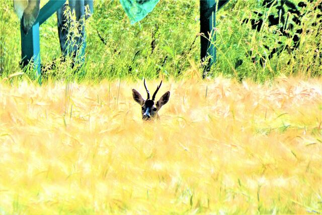 Im Kornfeld 2