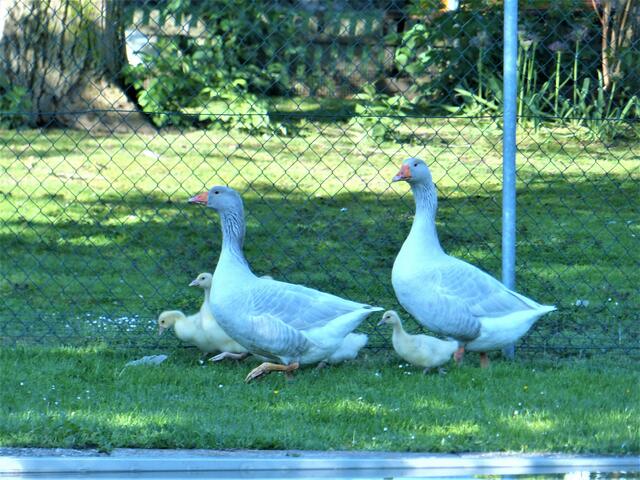 Gänsefamilie
