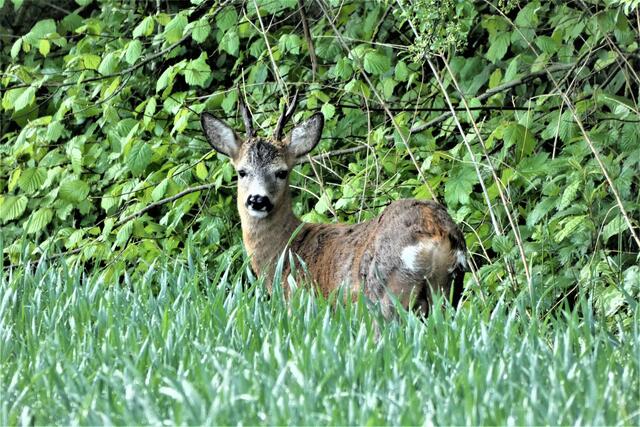 Ein Maibock