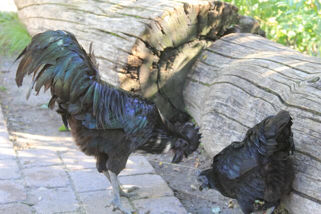schwarzes Huhn mit schwarzem Gockel | Foto: Ralf Röser