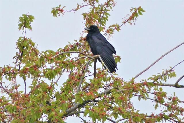 Krähe im Wildkirschenbaum