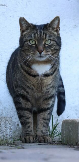 Oskar
