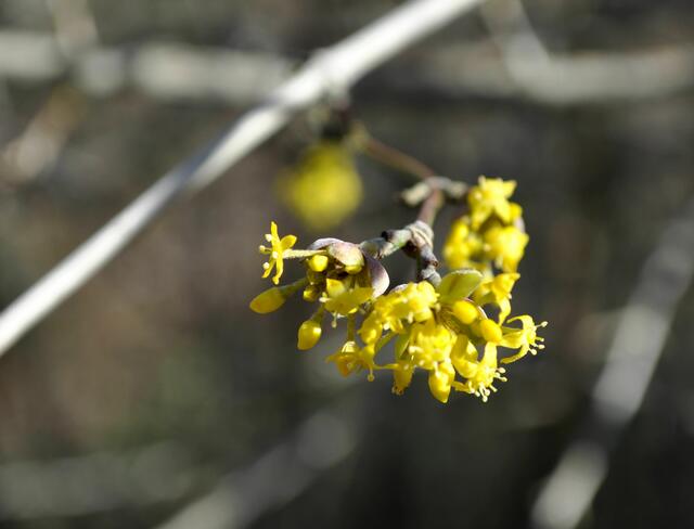 Kornelkirche blüht | Foto: Daniela Somers