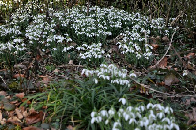 Überall sind die Schneeglöckchen in Massen. | Foto: Daniela Somers
