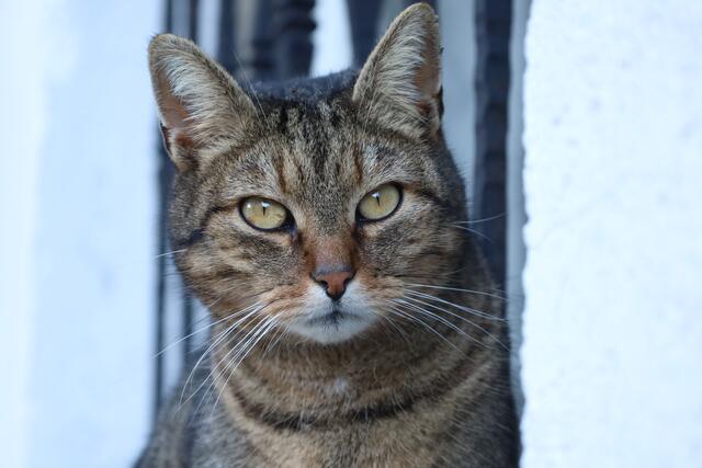 Stallkatze Ole