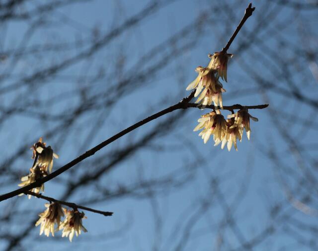 Hamamelis
