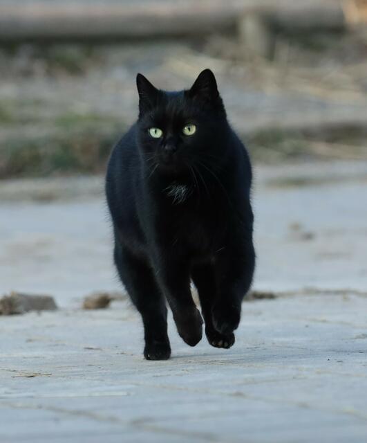 Stallkatze Maus im Sprung