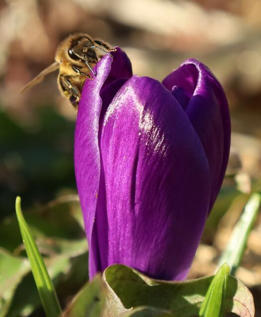 Langsam wirds Frühling