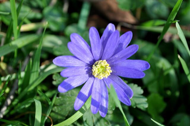 Das erste und einzige Buschwindröschen dass ich gesehen habe. Hat sich woh ein bisschen in der Zeit vertan. | Foto: Daniela Somers