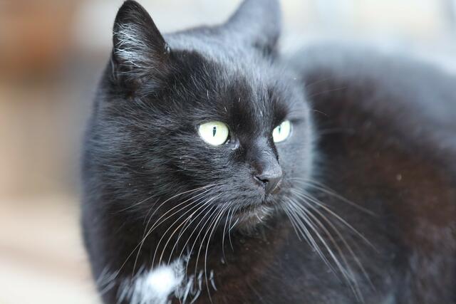 Stallkatze Minnie