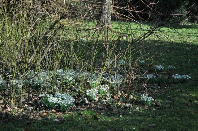Schneeglöckchen überall | Foto: Daniela Somers