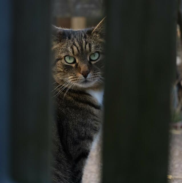 Oskar mit seinem umwerfenden Blick
