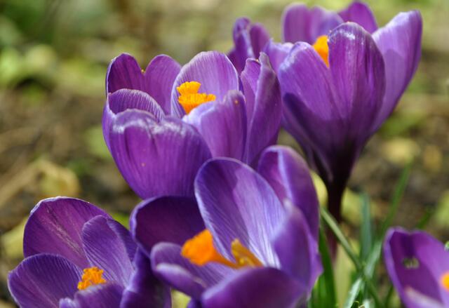 Diese Sorte hat wunderschöne große Blüten. | Foto: Daniela Somers