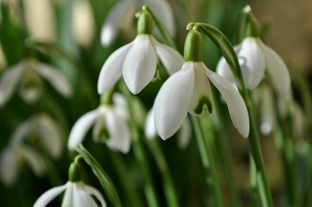 Einfach schön der Frühling | Foto: Daniela Somers