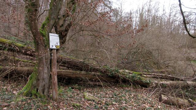Über einen schmalen Pfad ging es hinauf Richtung Heinsheim