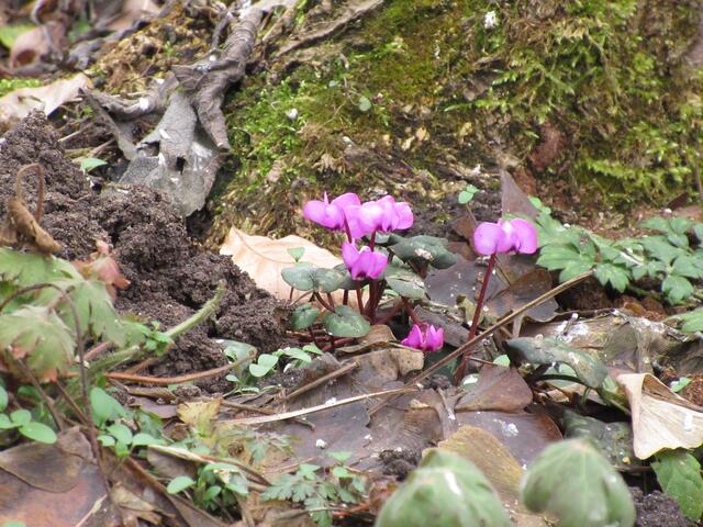 Hier blühen in den Gärten schon die Alpenveilchen