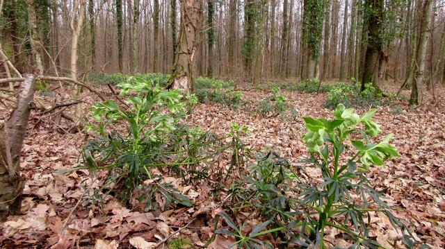 Eine Masse an stinkender Nieswurz im Wald, die wir aus der anderen Richtung kommend tatsächlich übersehen hatten