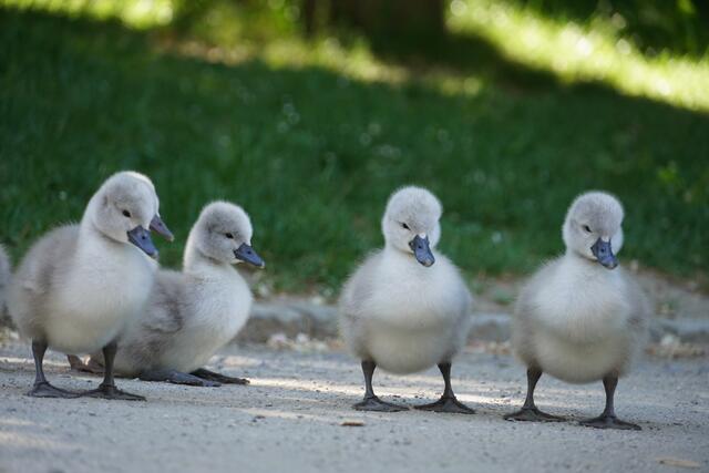 Hi Brüder und Schwestern, wartet auf mich - ich bin noch sooo müde! | Foto: Moni Bordt