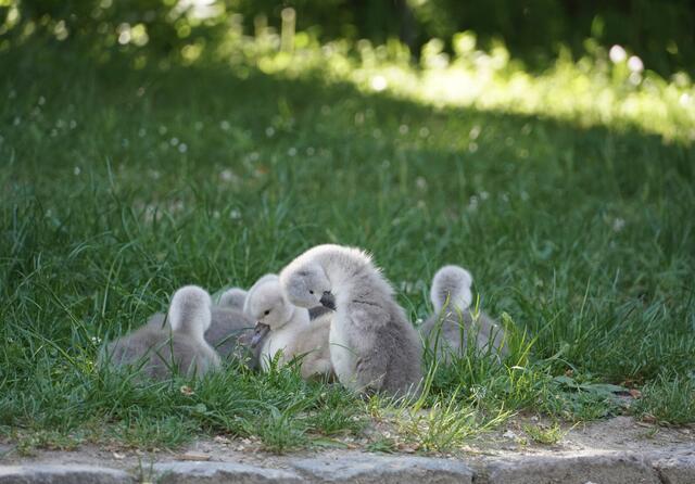 Boah war das "fotografiert werden" anstrengend - jetzt langst aber! | Foto: Moni Bordt