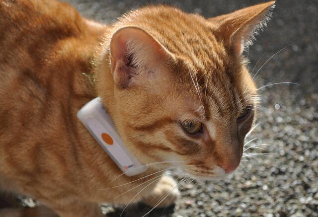 Bestimmt ein kleiner Rumtreiber. Sonst bräuchte er oder sie, den GPS Sender nicht. | Foto: Daniela Somers