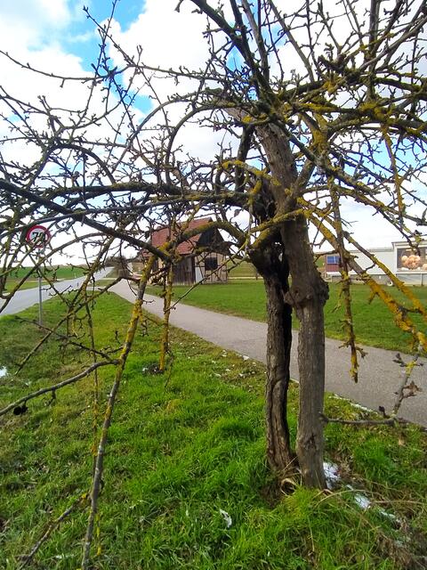 Das gespaltene Obstbäumchen.... 