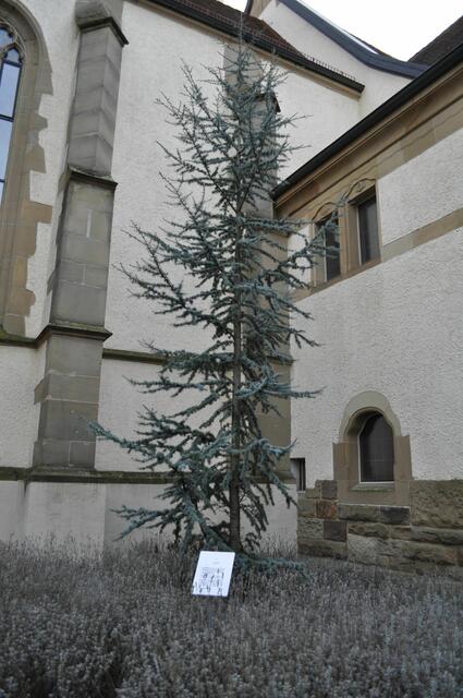 Im Bibelgarten hinter der Kirche. | Foto: Daniela Somers