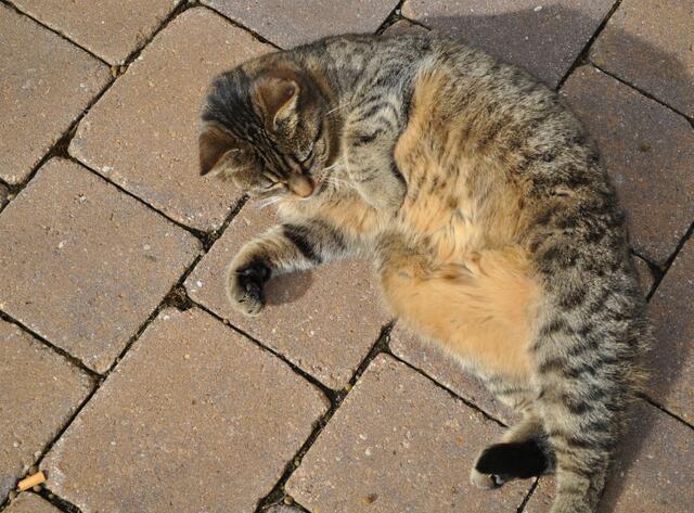 Und die Sonne scheint so schön auf den Bauch | Foto: Daniela Somers