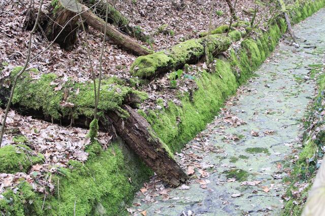 Moos😍 | Foto: Ralf Röser