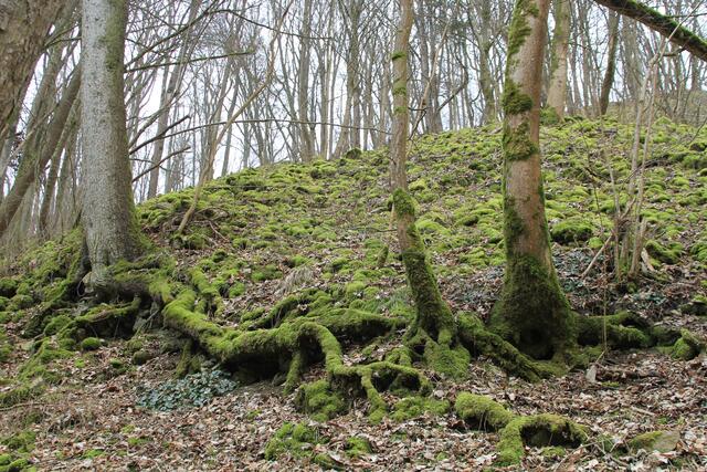 Moos😍 | Foto: Ralf Röser