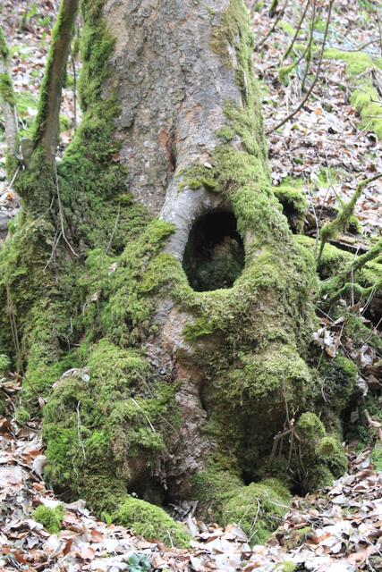 wunderschön😍 | Foto: Ralf Röser