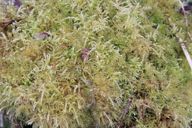 Moos😍 | Foto: Ralf Röser