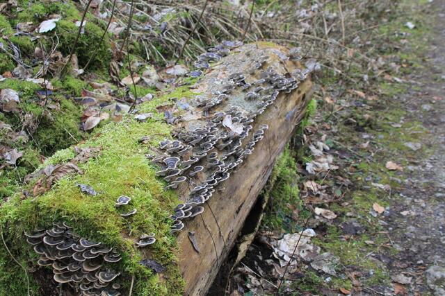 wunderschön/ Pilze/ Moos😍 | Foto: Ralf Röser