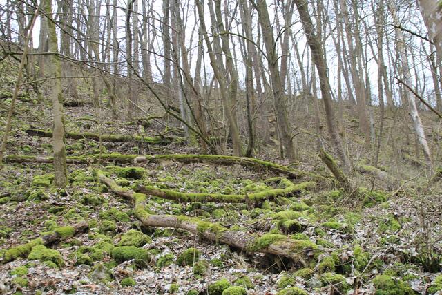 Moos😍 | Foto: Ralf Röser