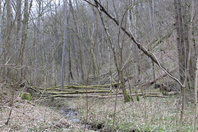 was für eine Wildnis | Foto: Ralf Röser